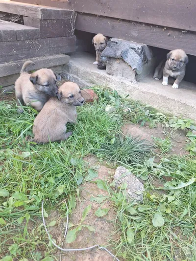 Нашлись щенята