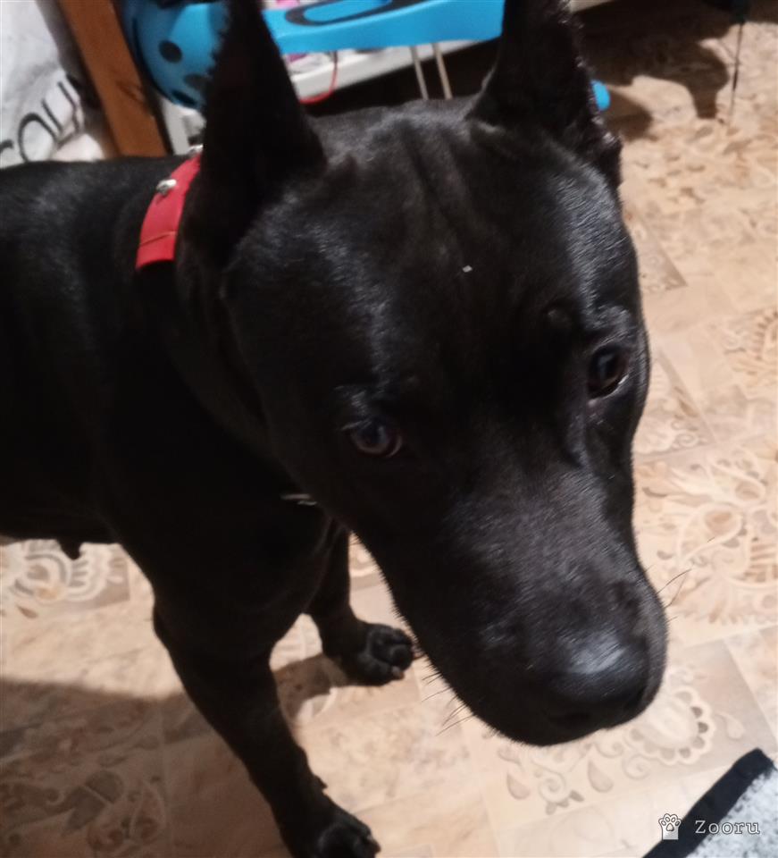 Найдена собака