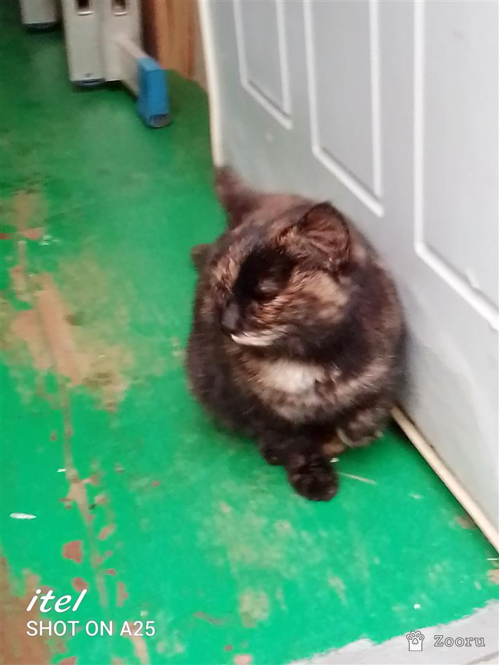 Нашлась кошка