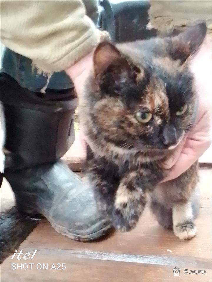 Нашлась кошка