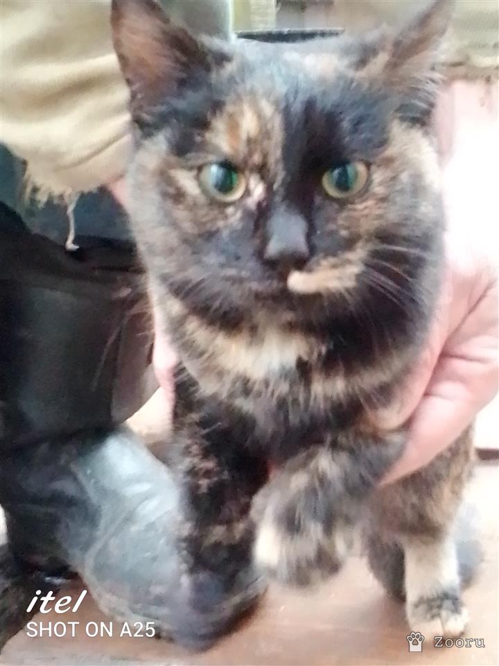 Нашлась кошка