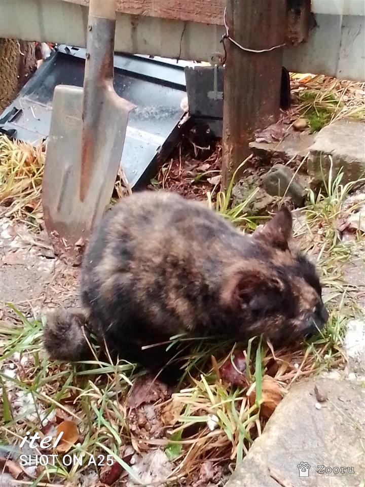 Нашлась кошка