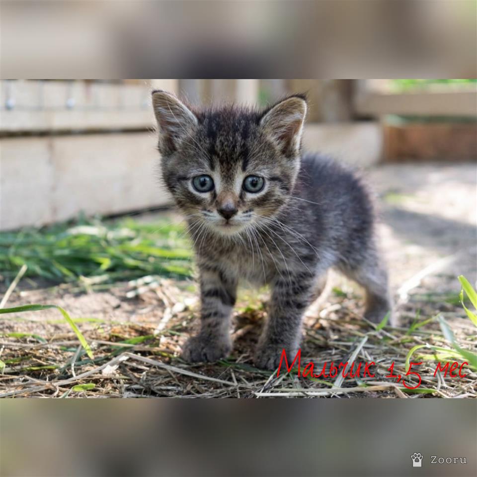 нет