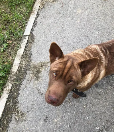 Нашлась собака