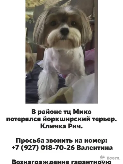 Рич