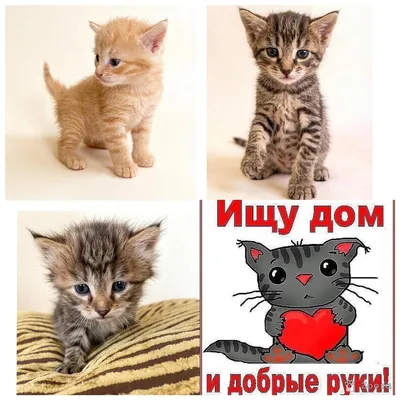 нету