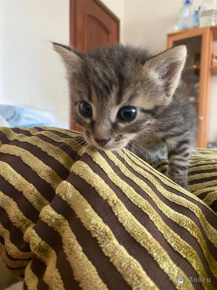 нету