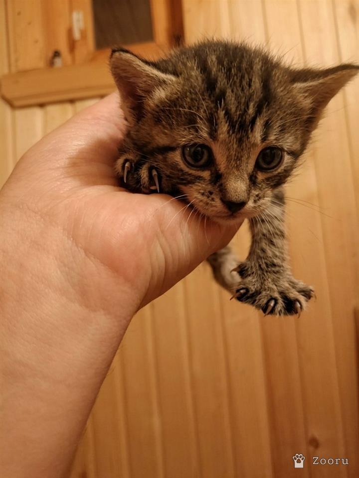 нету