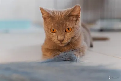 нет