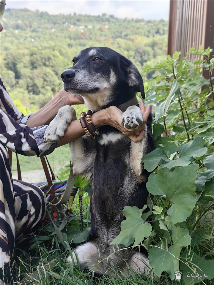 Молли