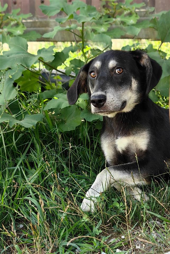 Молли