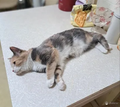 Селена