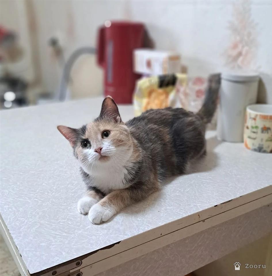 Селена