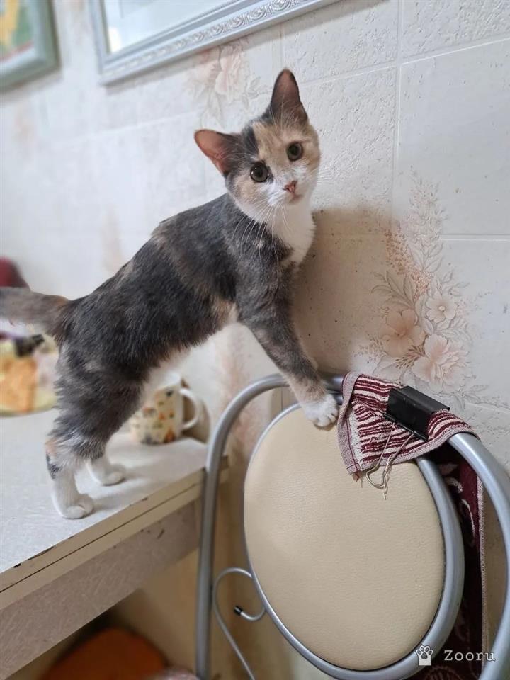 Селена