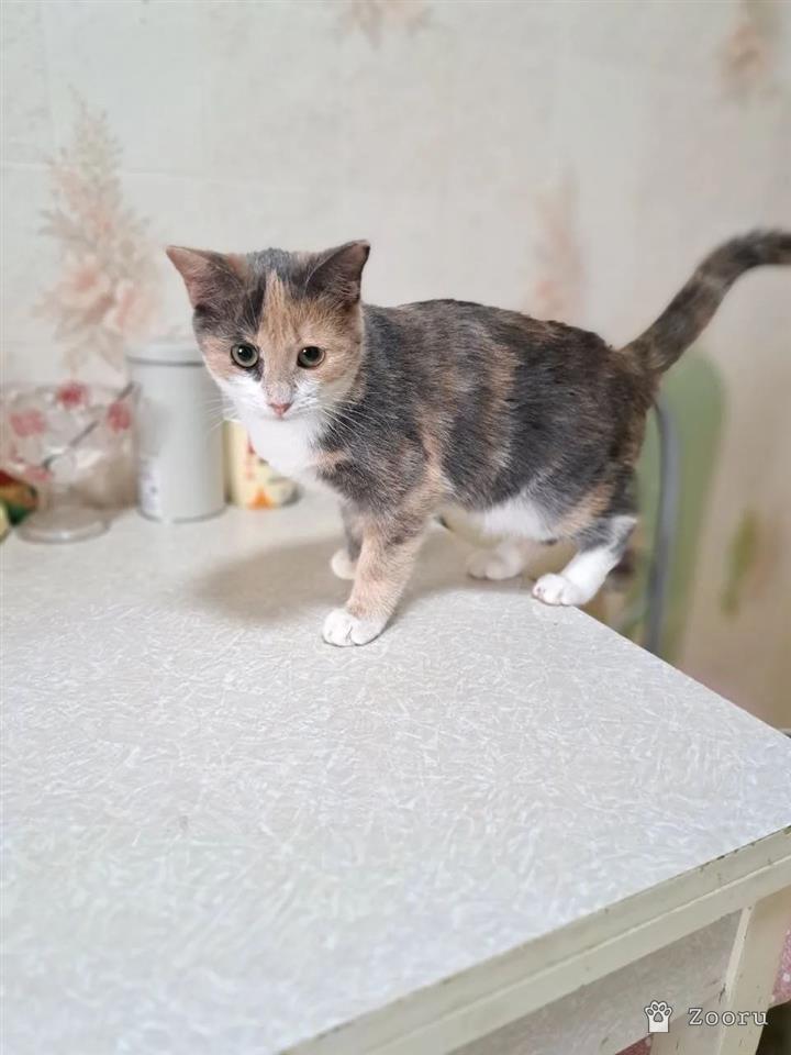 Селена
