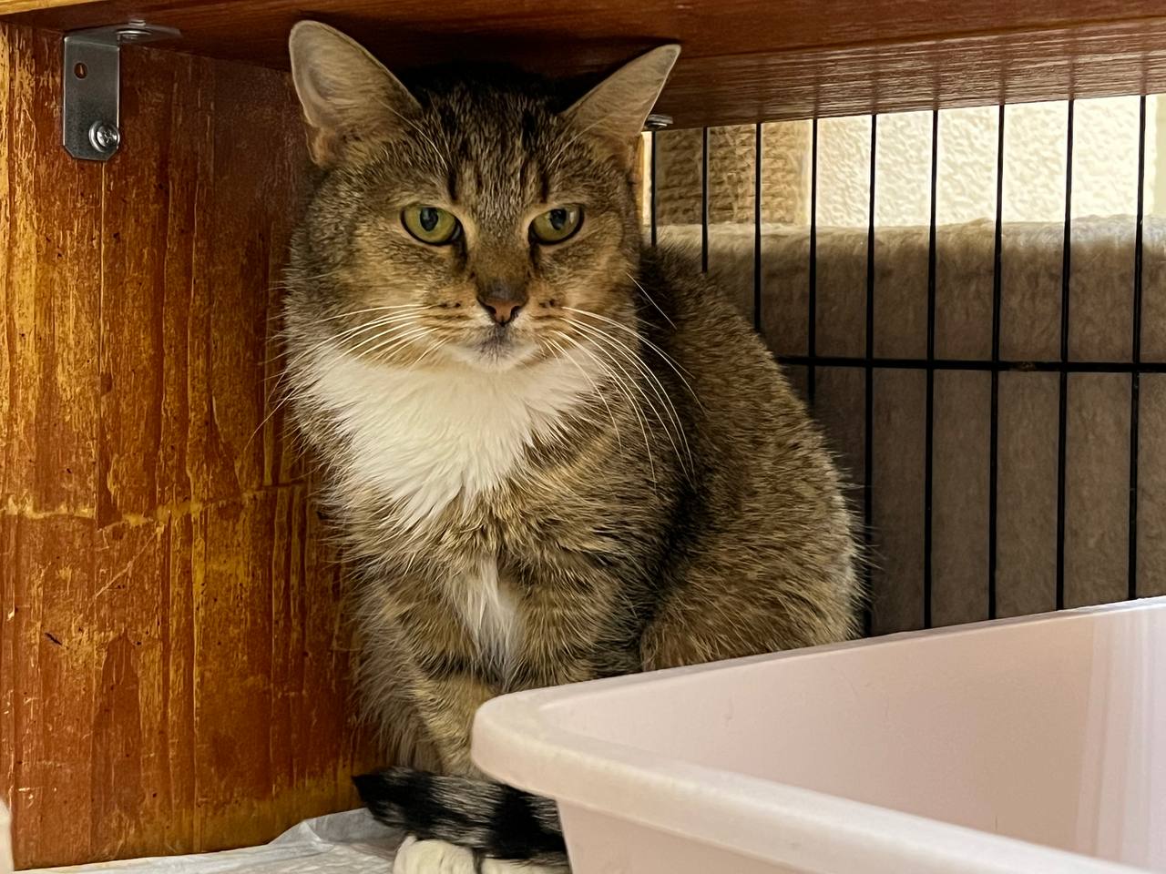 Апельсинка