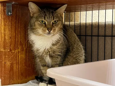 Апельсинка