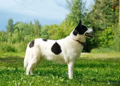 Белка 
