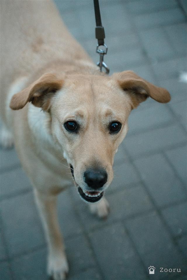 Мия