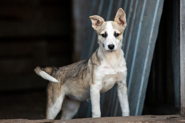 Герда и Кай ищут дом