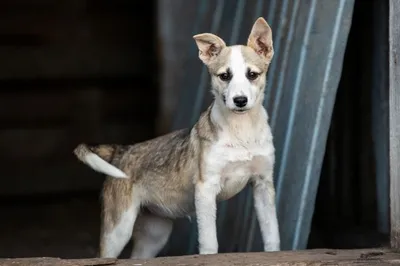 Герда и Кай ищут дом