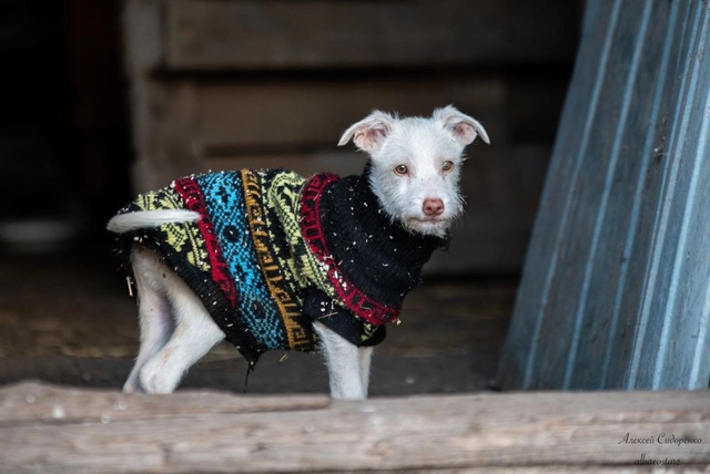 Герда и Кай ищут дом