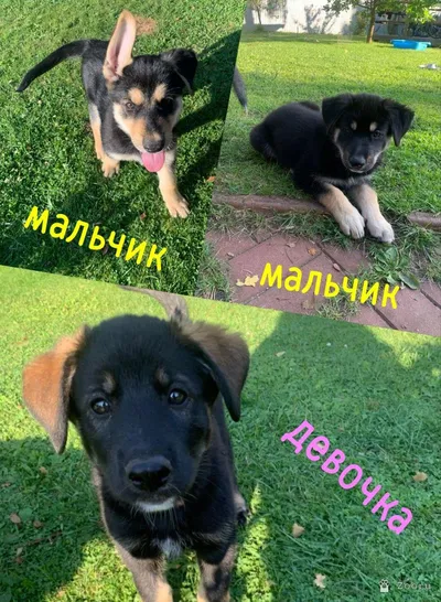 щенки