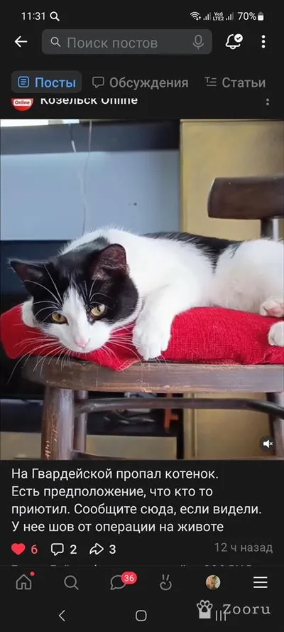 Потерялся котёнок 