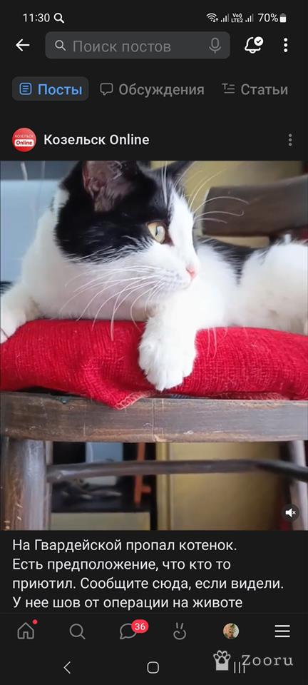 Потерялся котёнок 