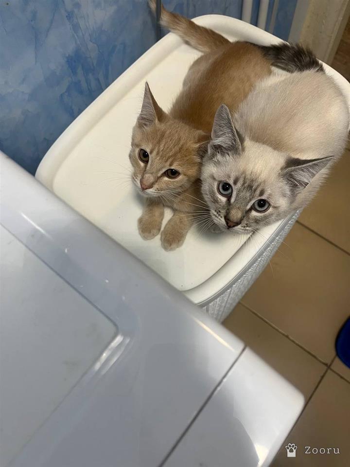 ДВА БРАТИКА 