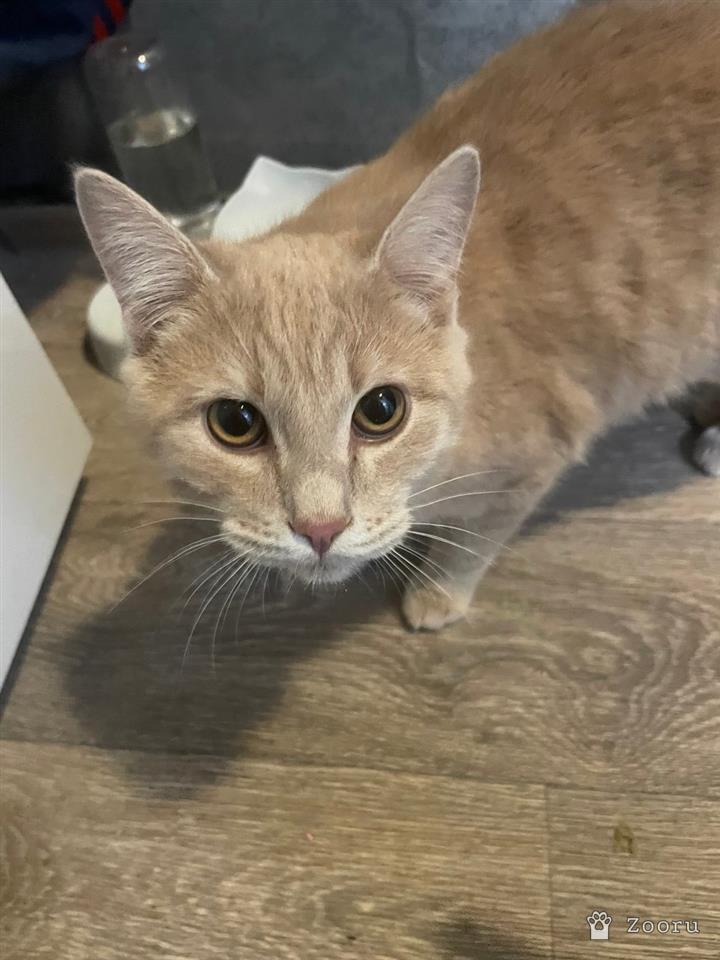 ДВА БРАТИКА 