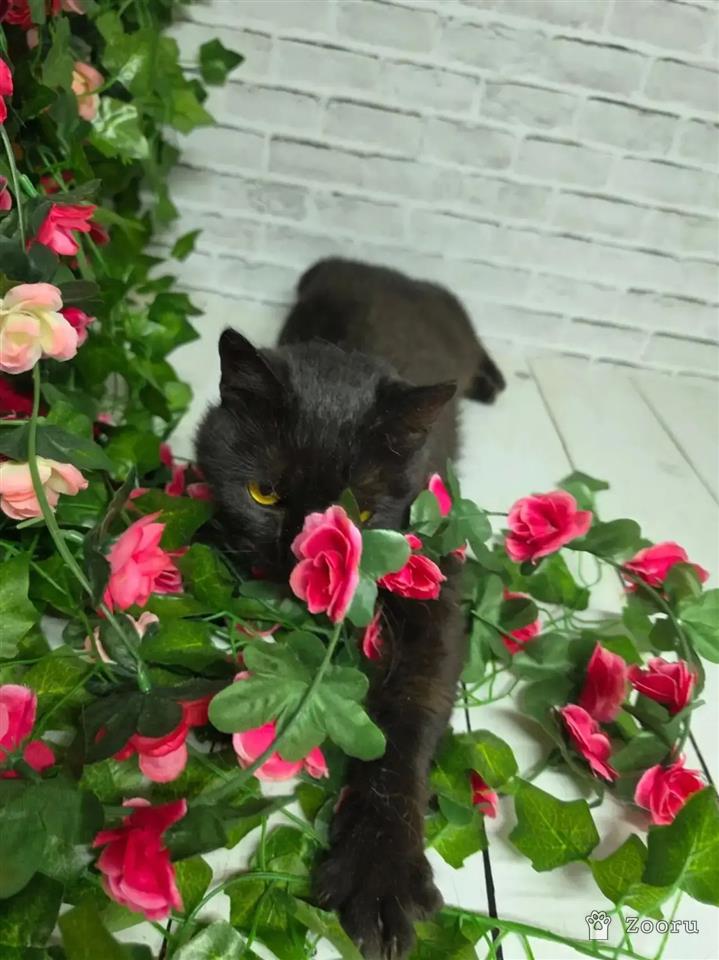 Казя