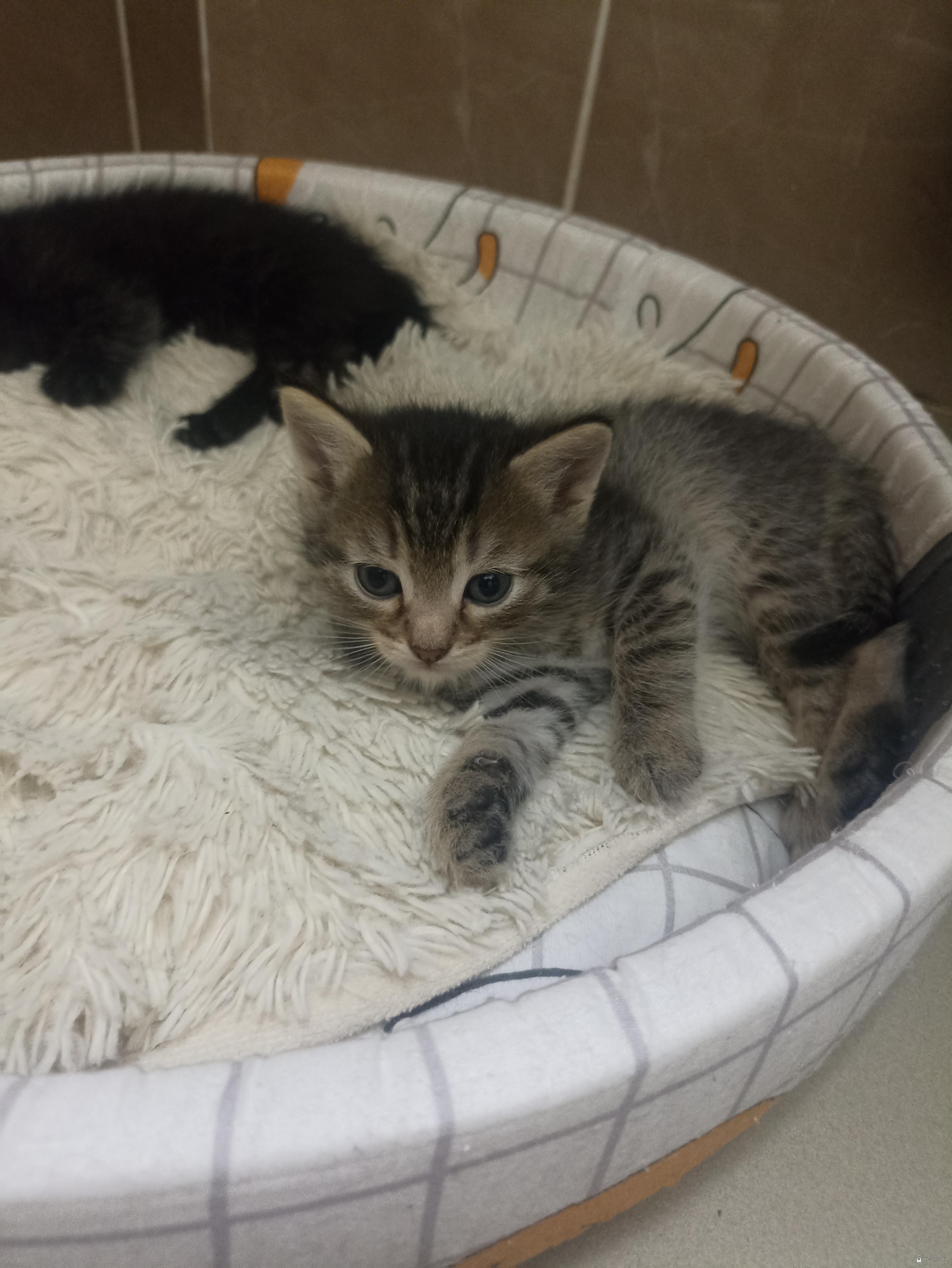 Котята