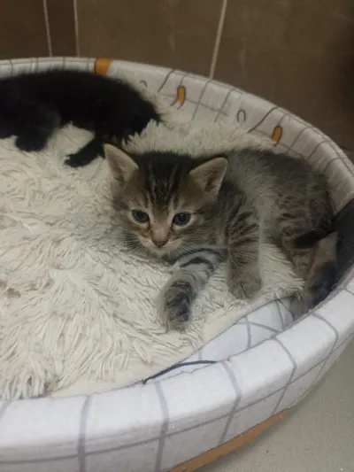 Котята