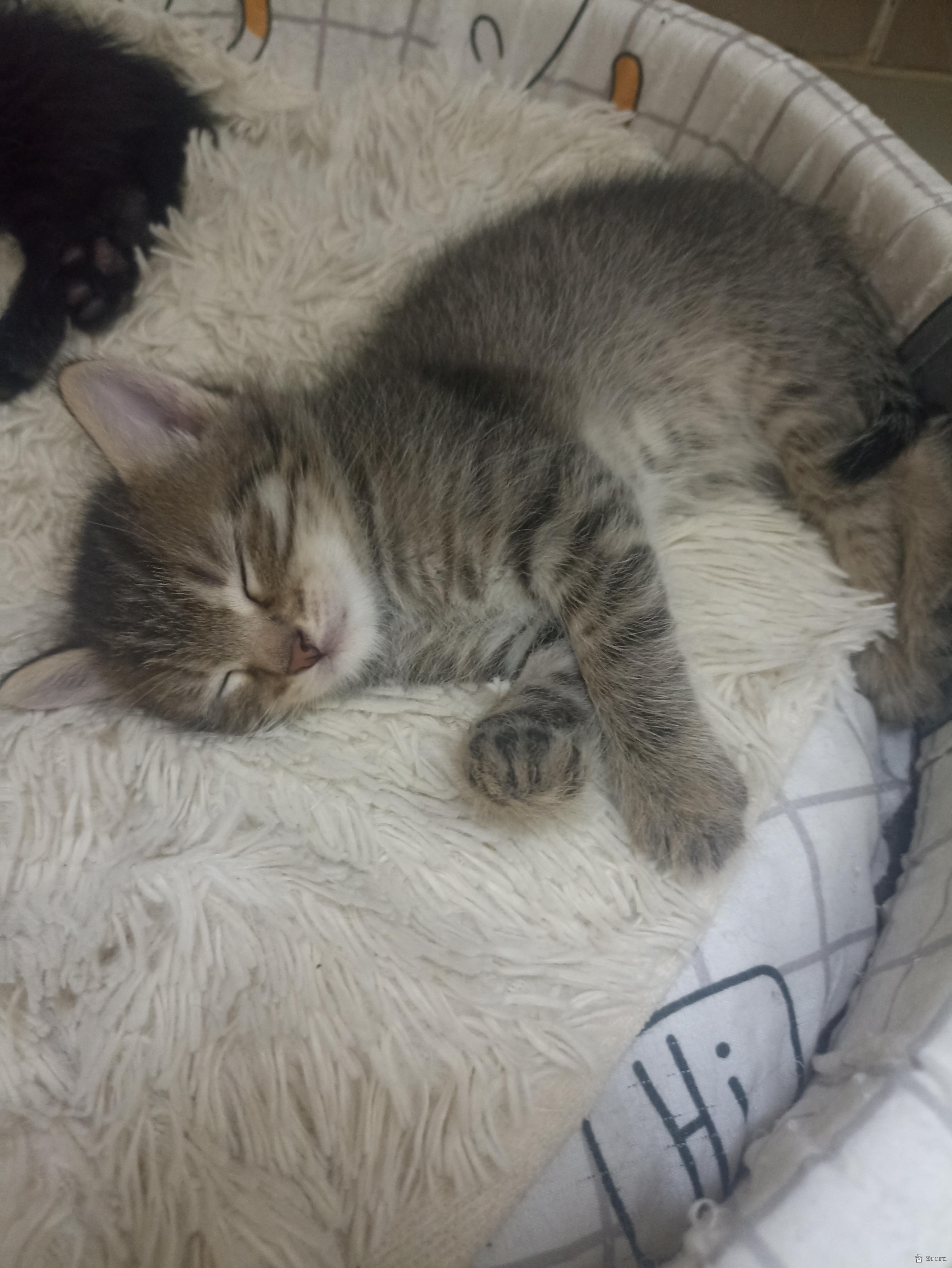 Котята