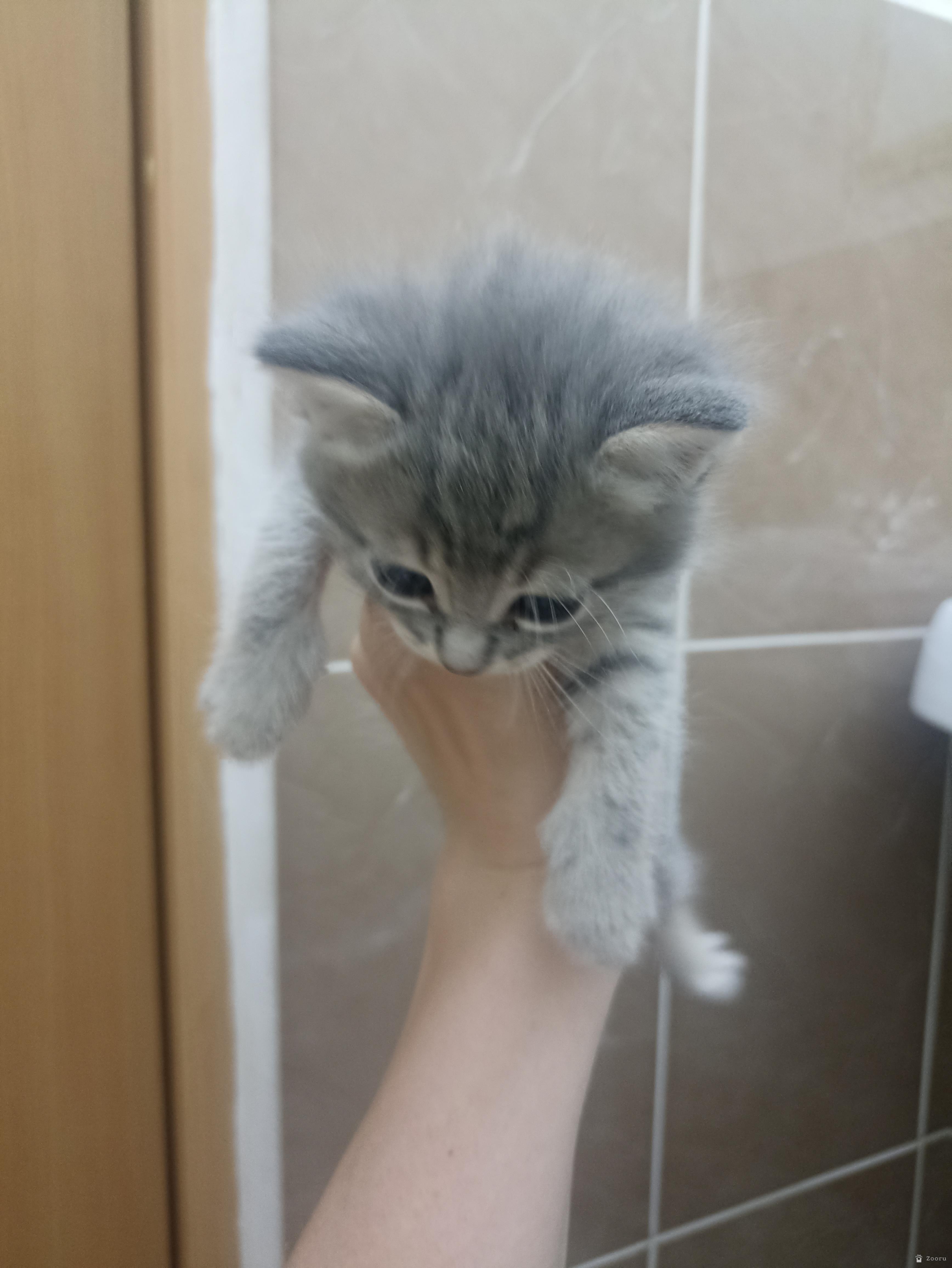 Котята