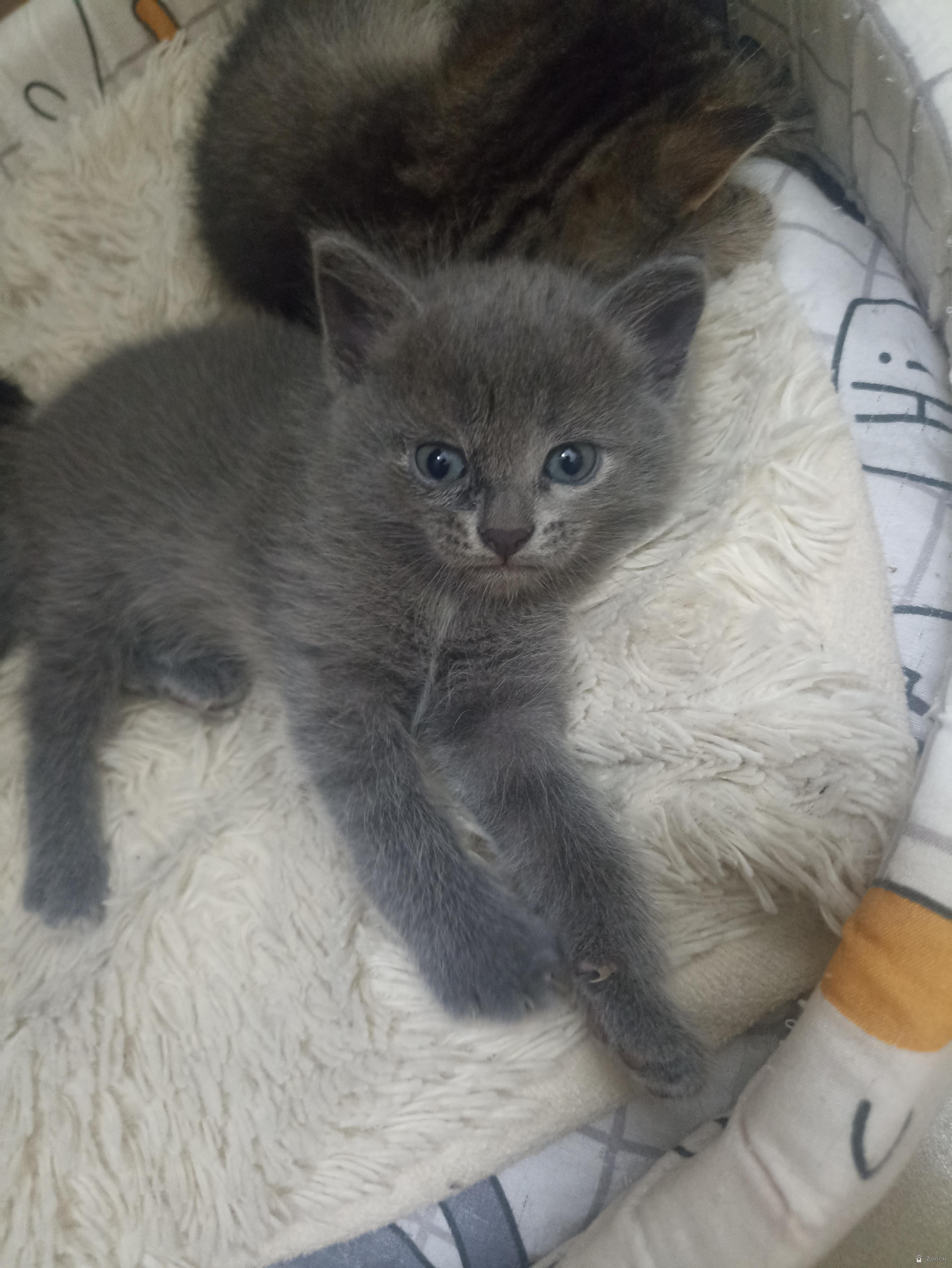 Котята