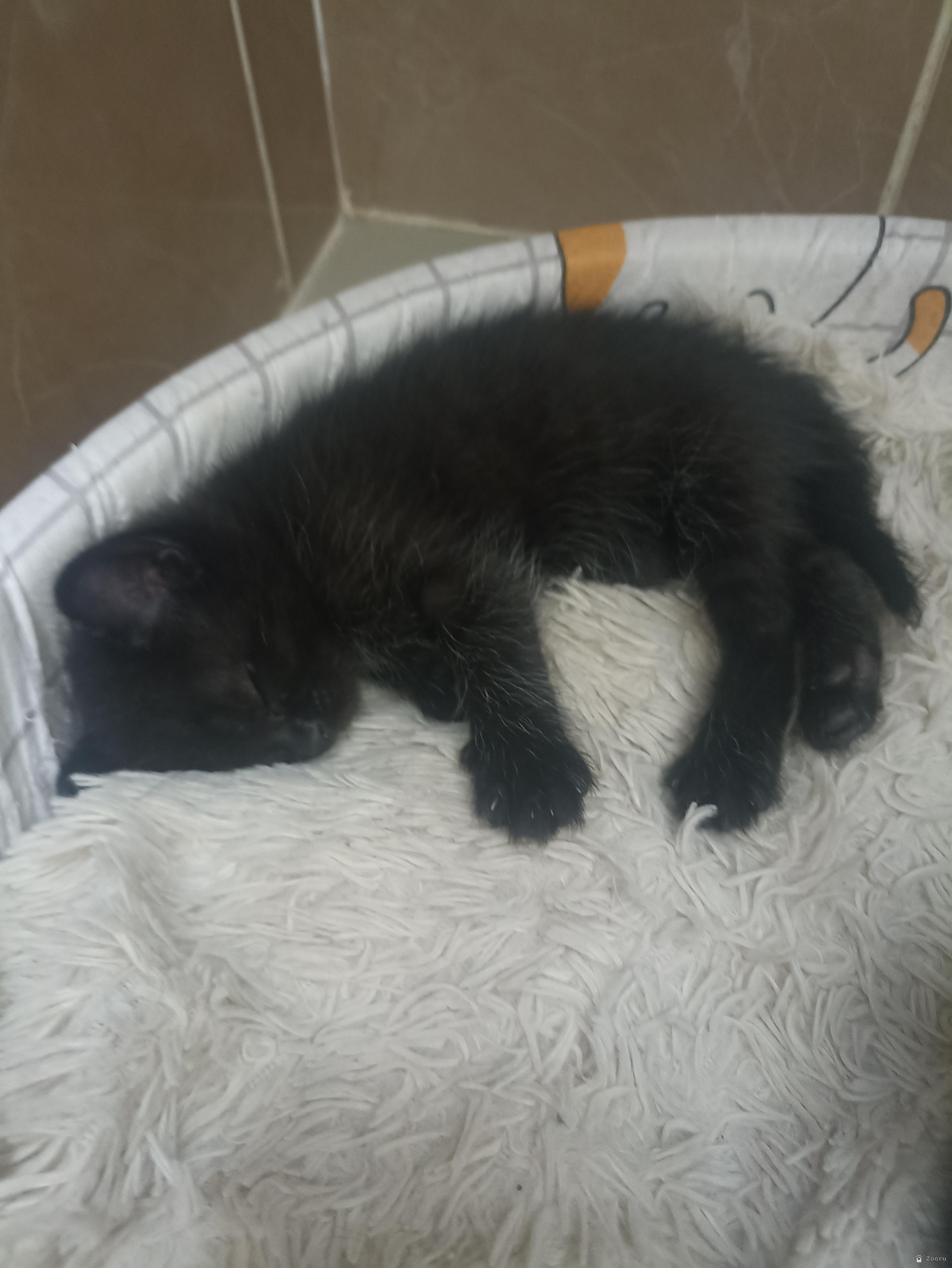 Котята