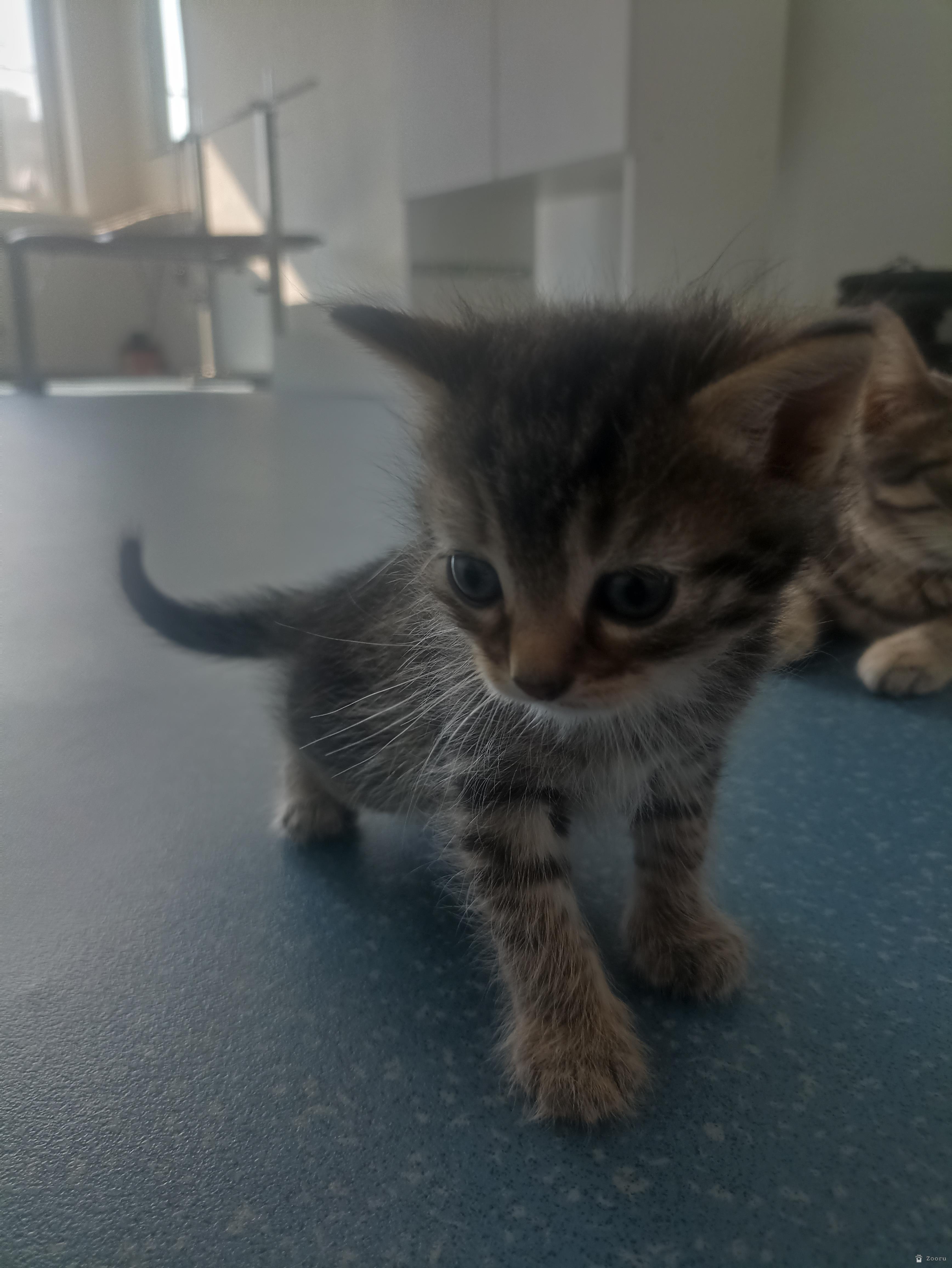 Котята
