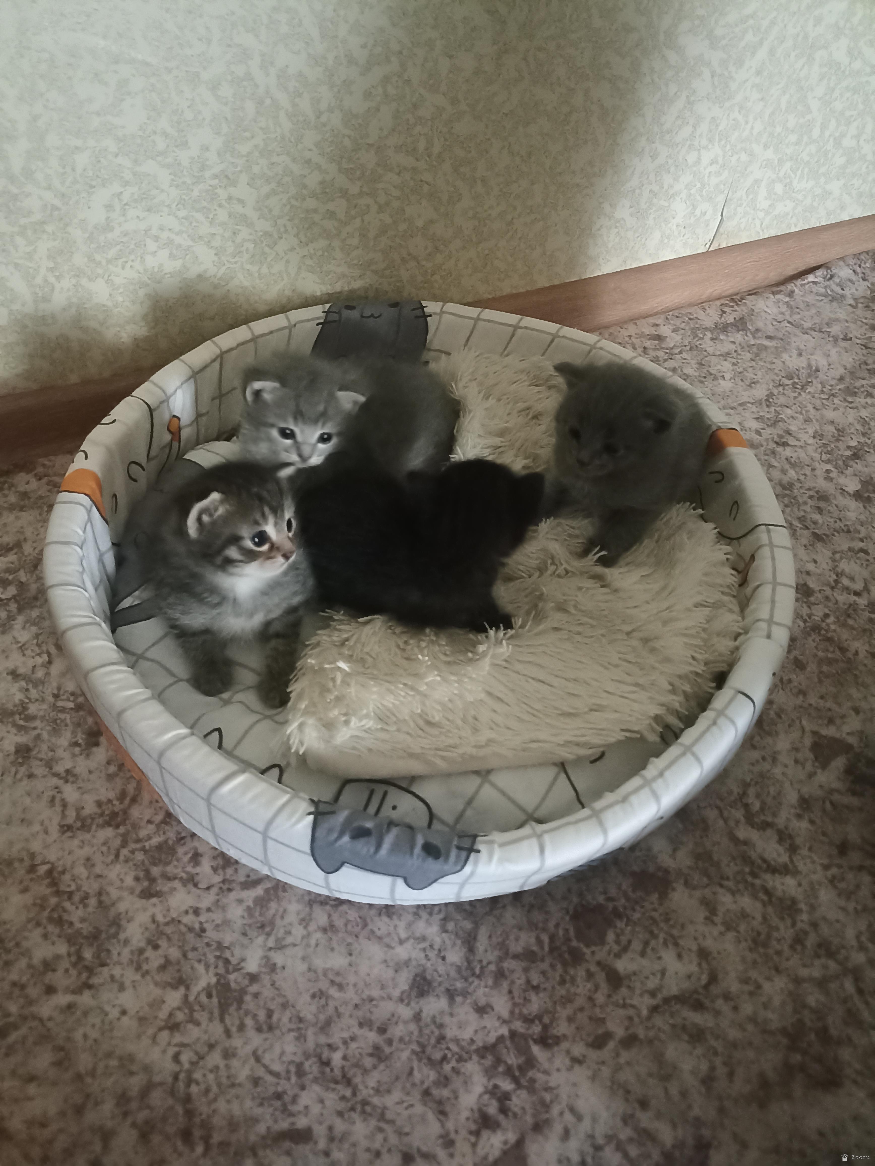 Котята