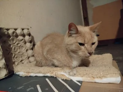 Нашлась кошка или кастрированный кот