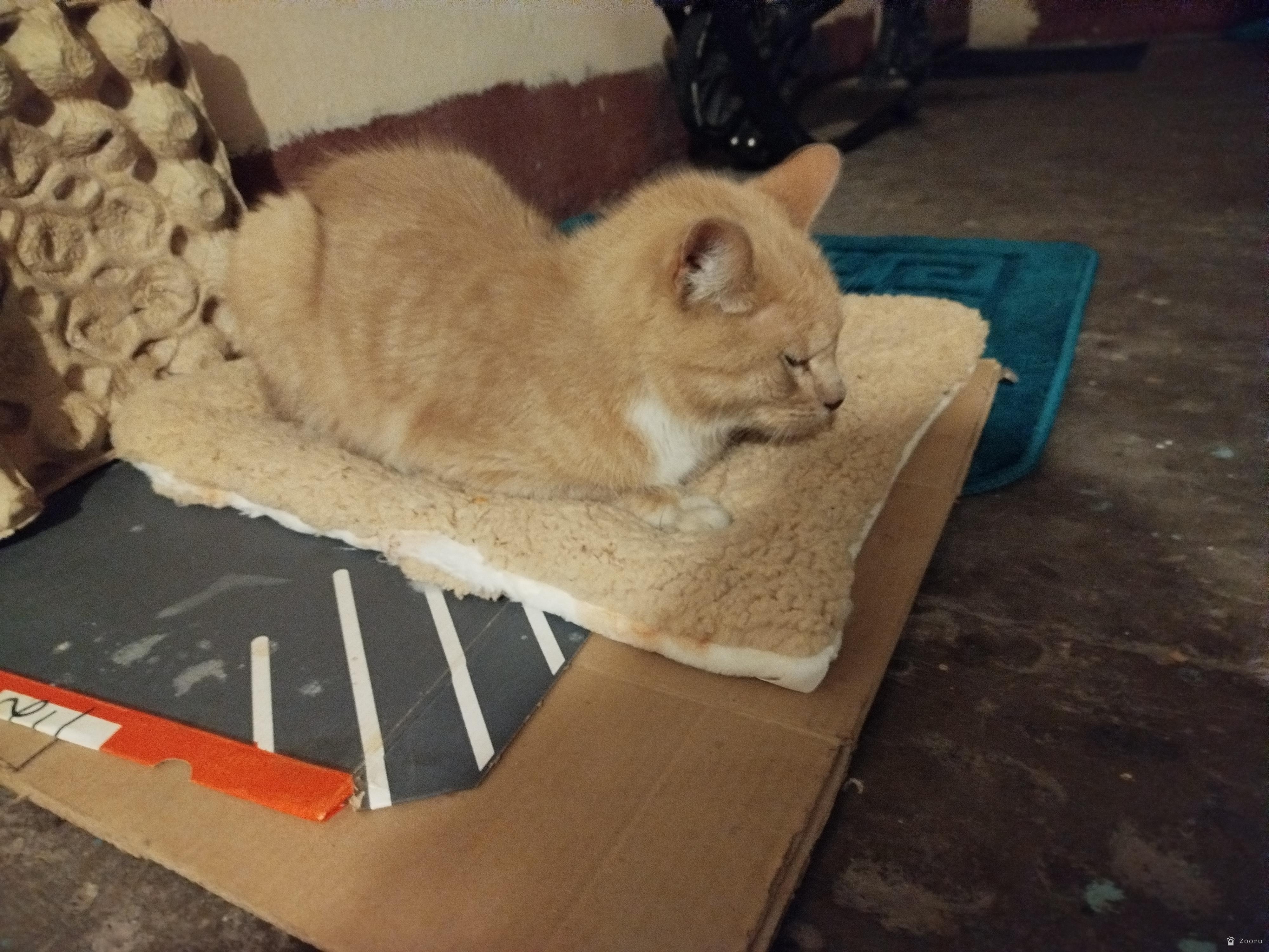 Нашлась кошка или кастрированный кот