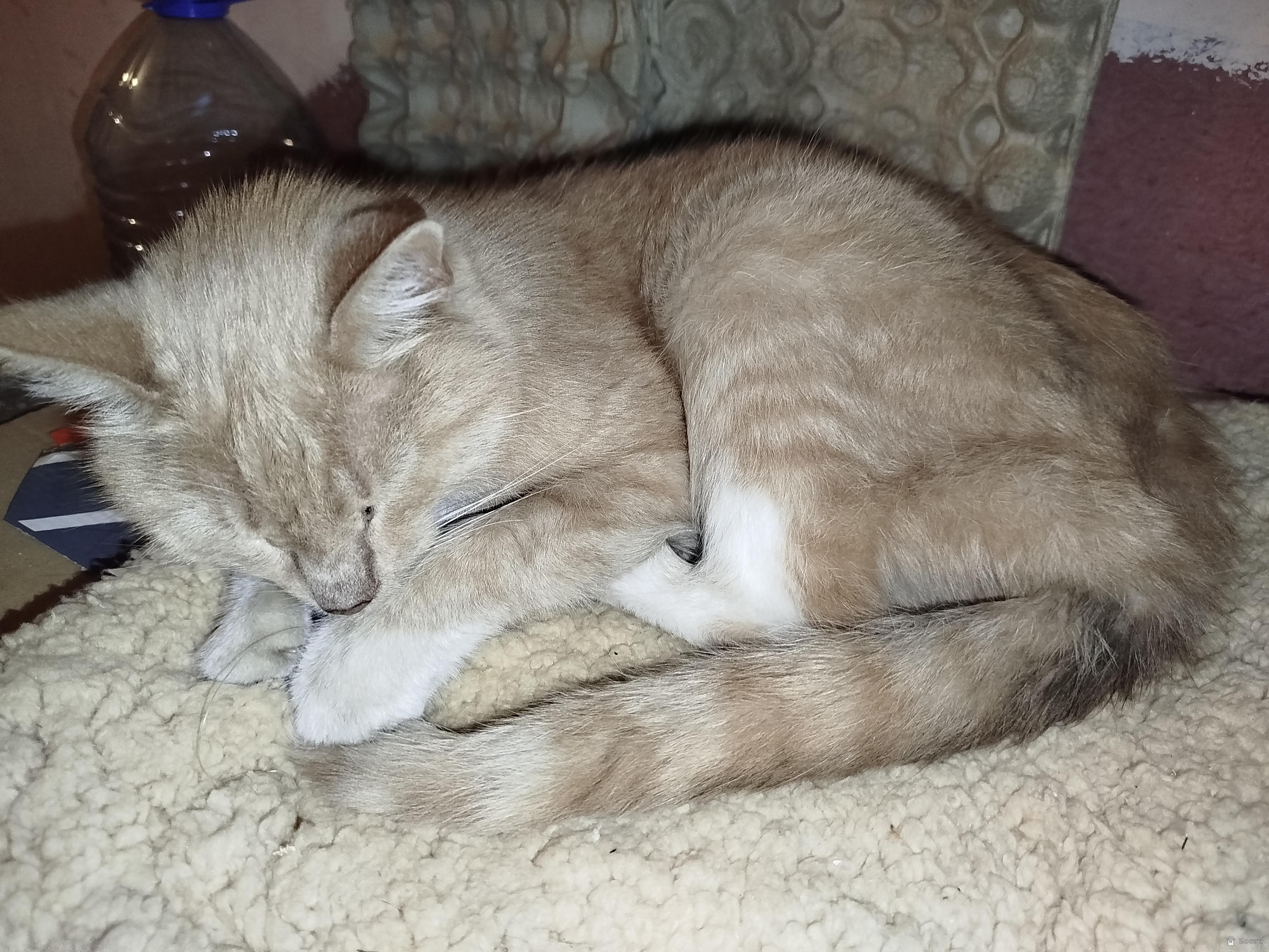 Нашлась кошка или кастрированный кот