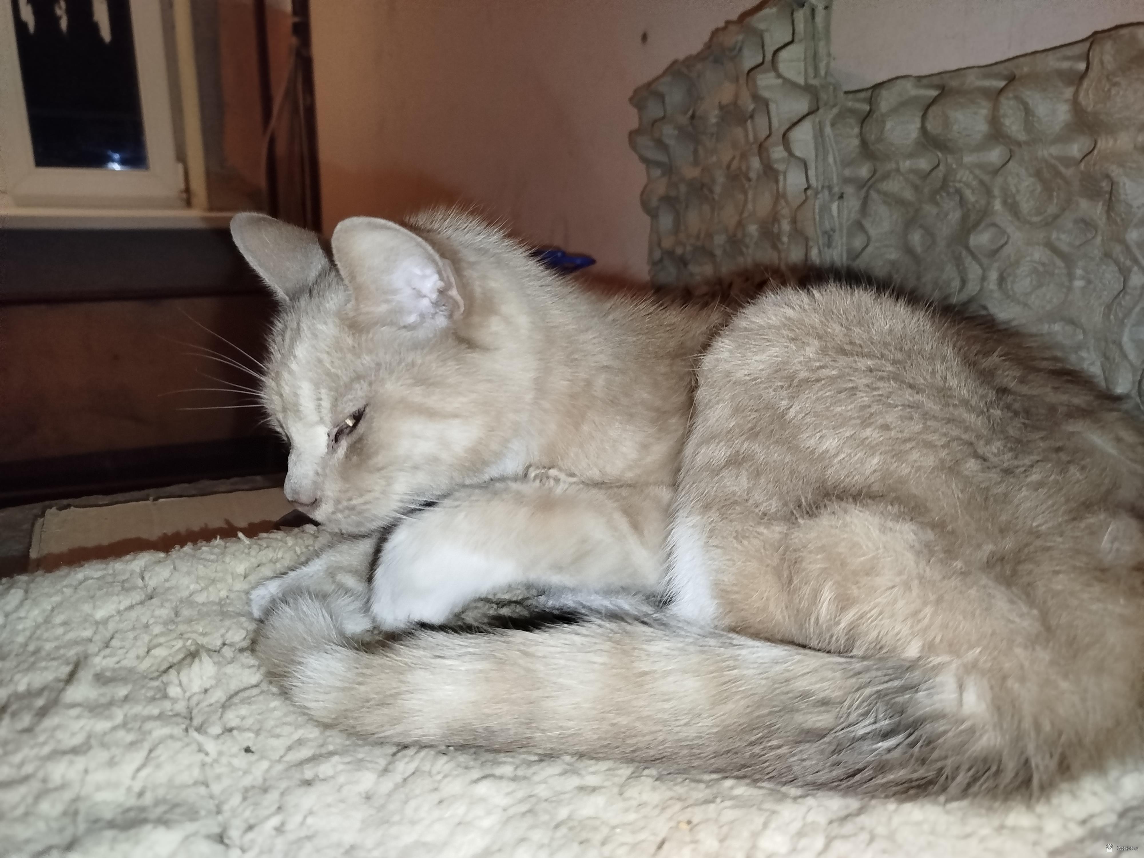 Нашлась кошка или кастрированный кот