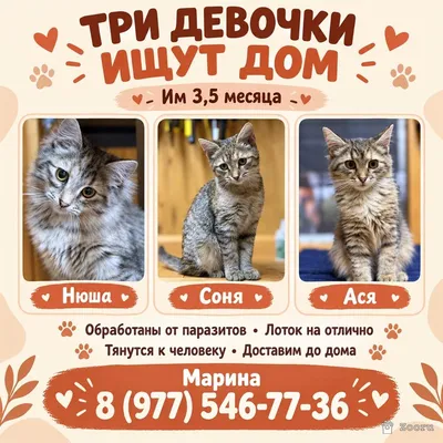 Ася, Нюша, Соня