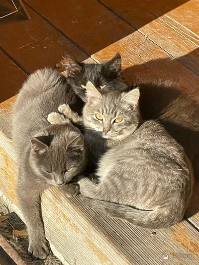 Дилли, Билли и Вилли