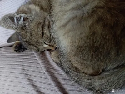 Фунтик