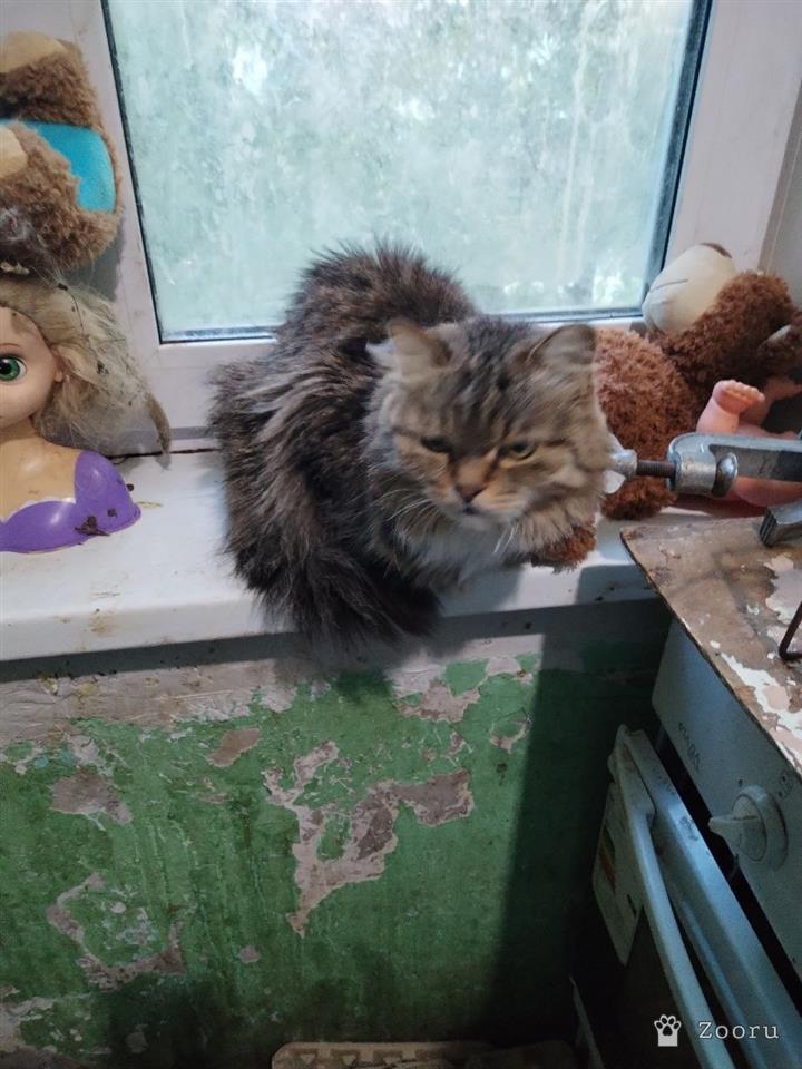 Рыжий