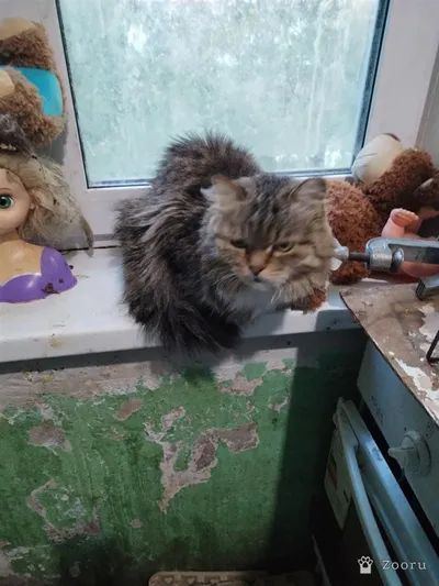 Рыжий