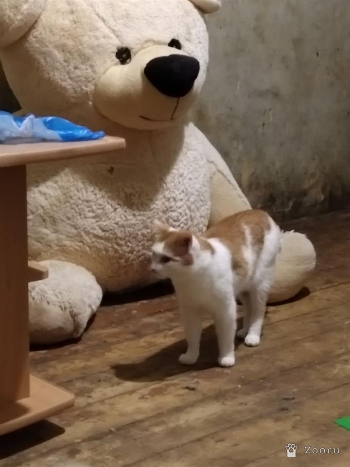 Рыжий